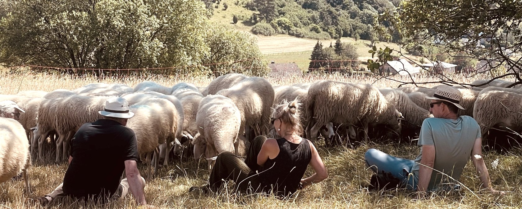 Schafe in der Eifel, &copy; Heike Holzschneider | Eifelschafzeit