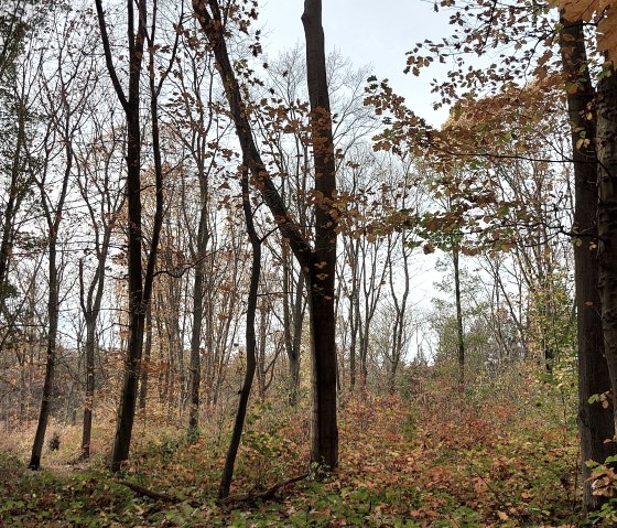 Novemberwald (co) Theißen-Braun