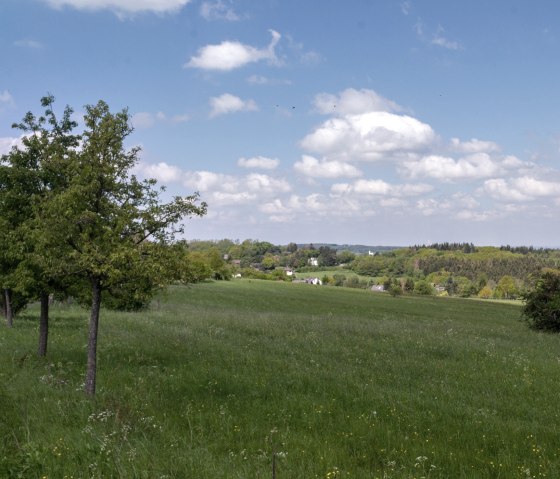 Grüne Wiese mit vereinzelten Bäumen, im Hintergrund der Bad Münstereifeler Wald unter blauem Himmel mit weißen Wolken., © Nordeifel Tourismus GmbH