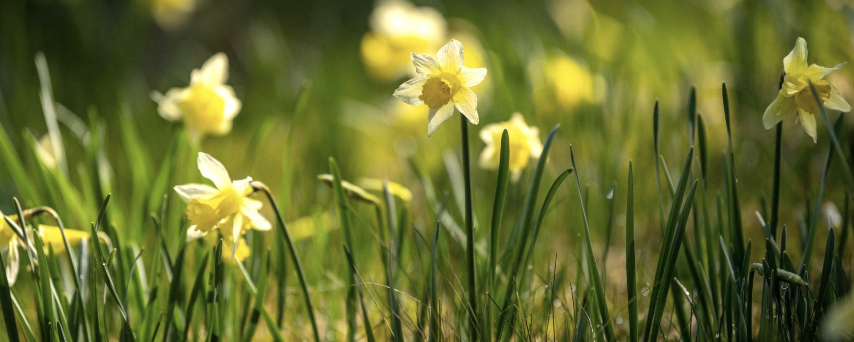 Narzissen, &copy; Eifel Tourismus GmbH, Dominik Ketz