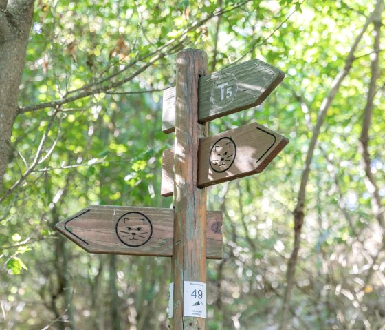 Die Wildkatze weist den Weg auf dem Wildnis.Trail, &copy; Eifel Tourismus GmbH, AR-shapefruit AG