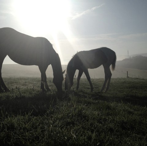 Besinnliche Zeit Hasenberghof, © Dr. Axe Stiftung