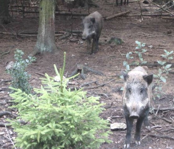 Wild boars in the wild boar park, &copy; Archiv der St&auml;dteRegion Aachen