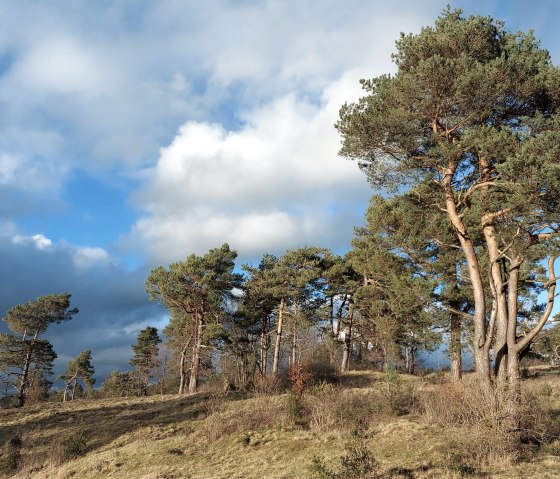 Februarlicht (co) Thei&szlig;en-Braun