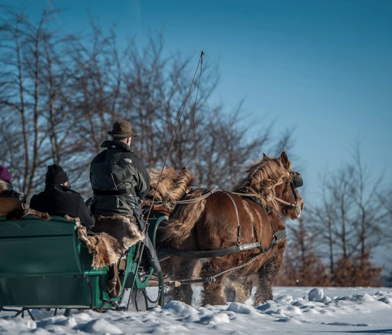 Pferdeschlitten Bauershof, © Akim-Tierfotografie
