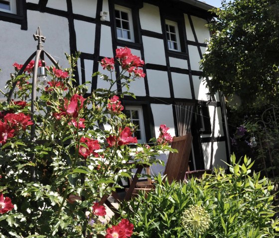 Rose 01, &copy; Nordeifel Tourismus GmbH & Das sportliche B&B