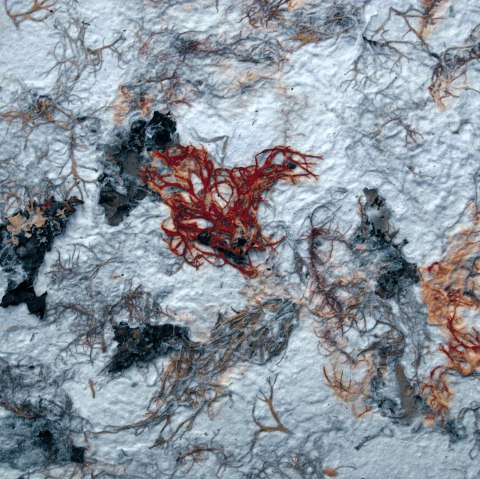 Algenpapier, &copy; Elke Buschmann