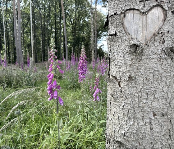 IMG_6461, &copy; Rureifel-Tourismus e.V., Dennis Winands