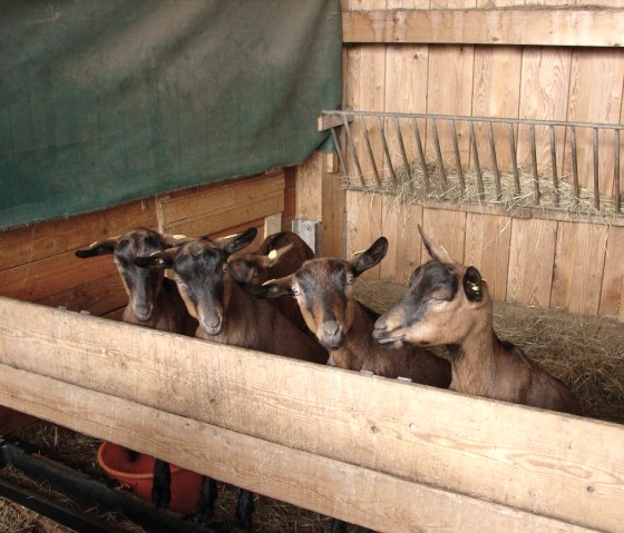 Goats at the Ulmenhof, &copy; Ulmenhof Sarmersbach