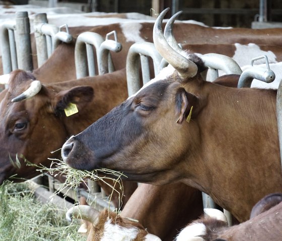 Bullenstall Haus Bollheim, © Hans von Hagenow