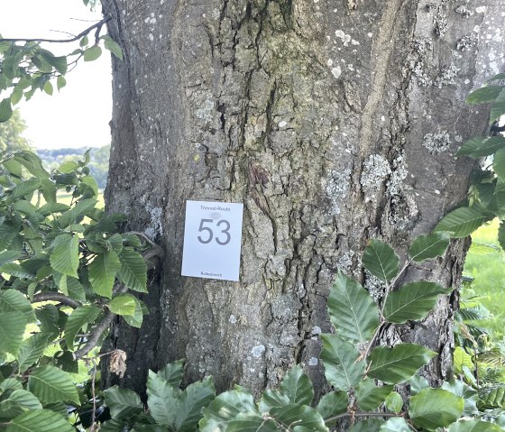 53_Trevvel route, &copy; Rursee-Touristik GmbH