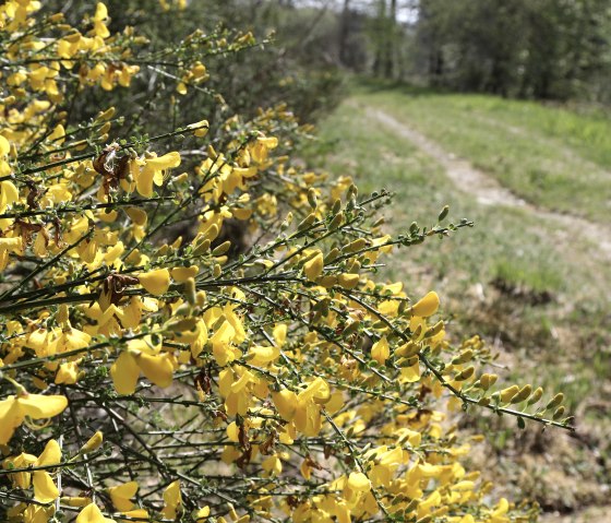 Ginsterbl&uuml;te, &copy; Monschau-Touristik