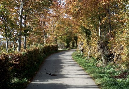 Herbstlicher Weg gesäumt von bunten Bäumen und Hecken, ideal für eine Wandertour., © Monschauer Land