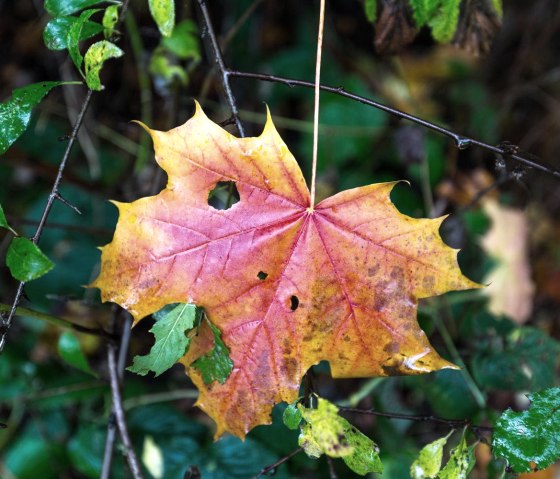Herbstliche Wandererlebnisse, &copy; Frank Wiesen
