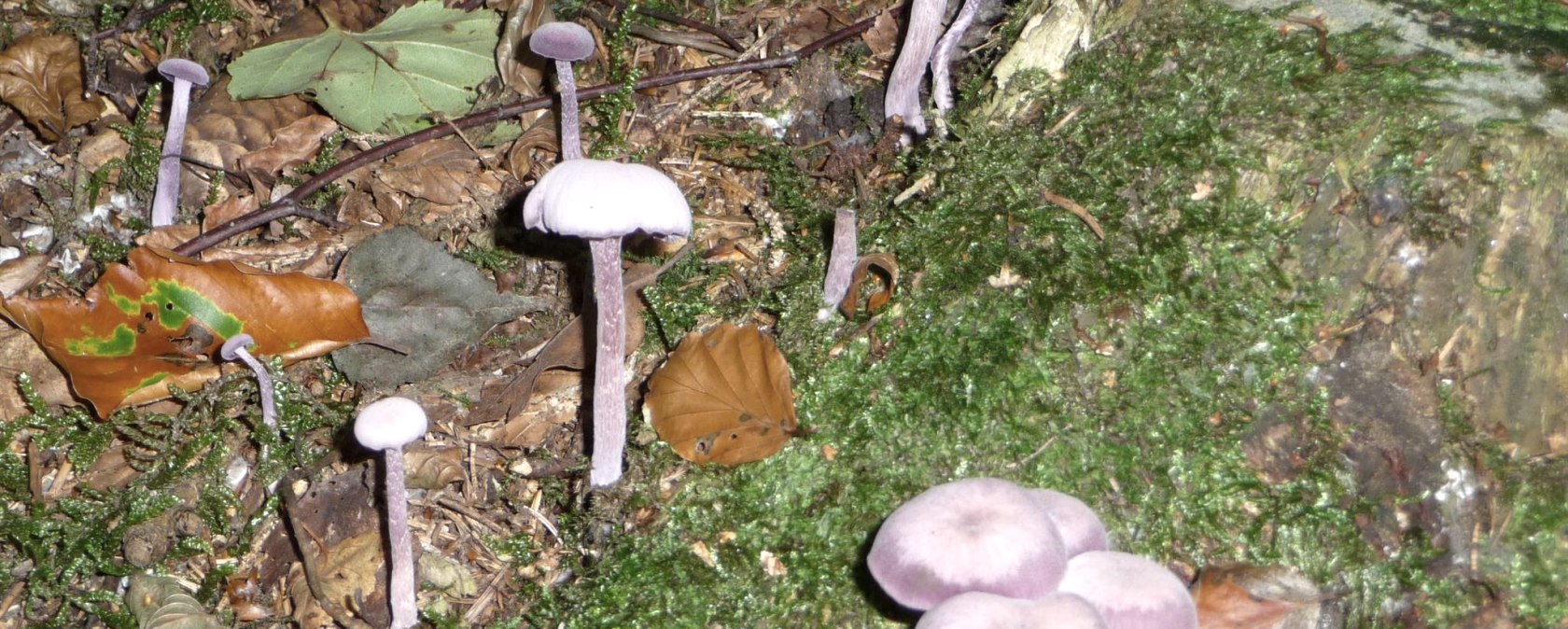 &Ouml;kologische Pilzwanderung, &copy; Naturzentrum Eifel