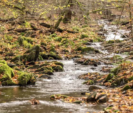 Wanderweg 75 - P&uuml;ngelbach, &copy; Eifel Tourismus GmbH, Dominik Ketz