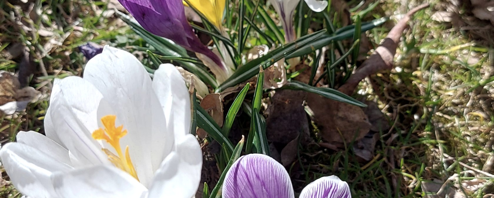 Krokusse (co) Thei&szlig;en-Braun