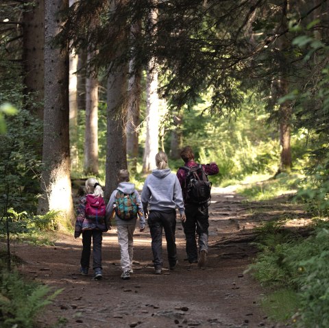 A family is walking along a forest path, surrounded by tall trees and lush greenery. The sun is shining through the canopy., &copy; eifel-tourismus-gmbh_tobias-vollmer