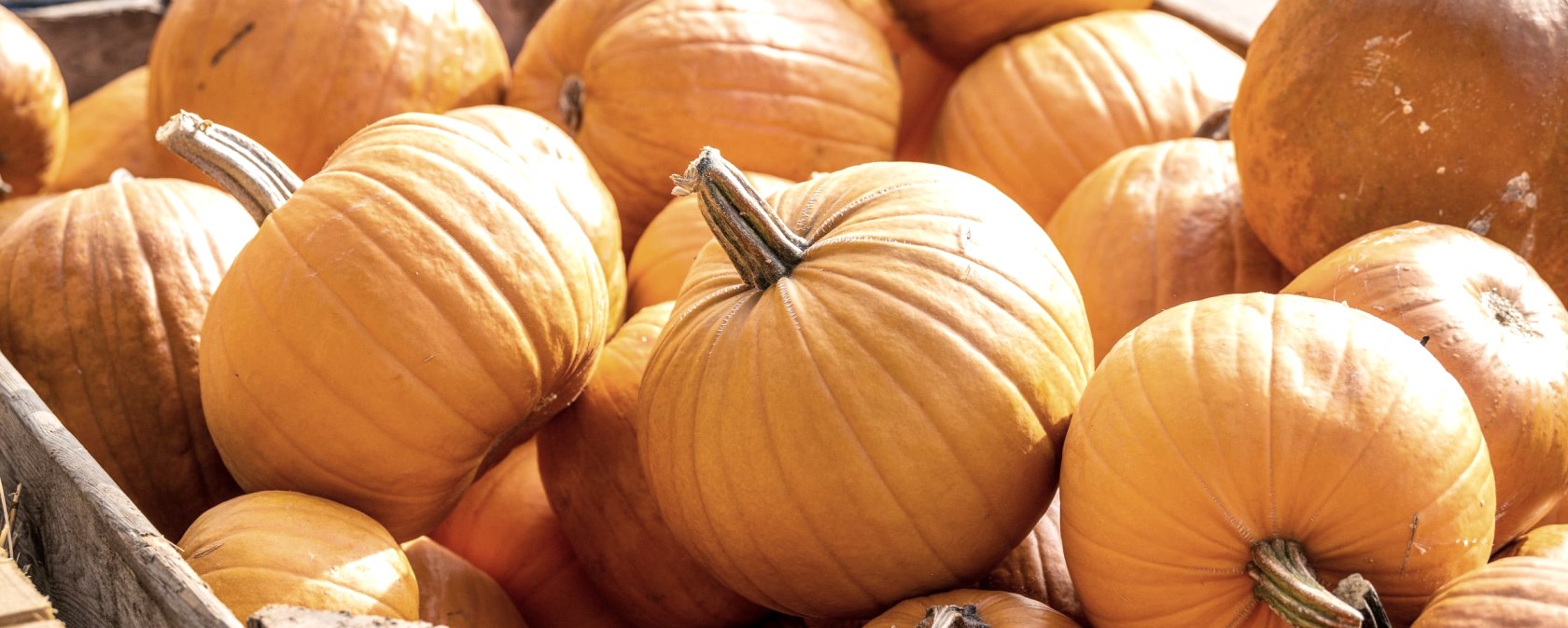 Pumpkins, &copy; Eifel Tourismus GmBH, Dominik Ketz