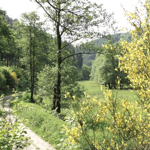 Ginster Richtung-Kalltalsperre, &copy; Rureifel-Tourismus e.V.