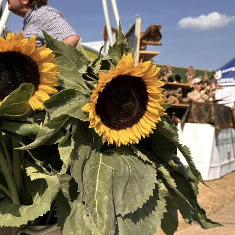 Sonnenblumen beim Herbstmarkt, © Seepark Zülpich