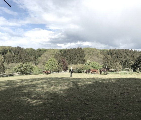 Forest pasture
