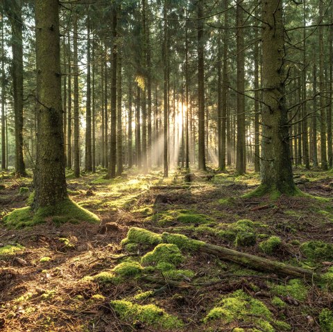 Sonnenaufgang im Wald, © Nordeifel Tourismus GmbH - Paul Meixner