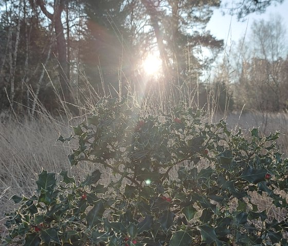 Winter Ilex Frost (co) Thei&szlig;en-Braun