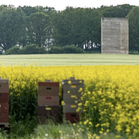 Bruder Klaus Kapelle vor blühemdem Raps, © Eifel Tourismus GmbH, AR - shapefruit AG