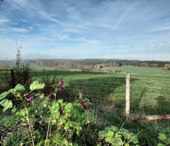 Green meadows and forests under a blue sky, flowering plants and a fence in the foreground., &copy; Sweco GmbH