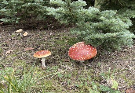 Erleben Sie den Wald!, © Anne Knein