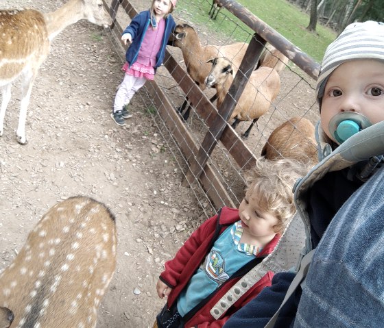 Hochwildpark Kommern, &copy; Lena Poth