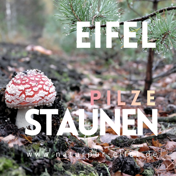 Natur Pur Eifel, &copy; Natur Pur Eifel