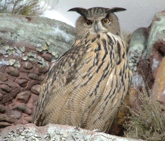 Uhu im Fels, &copy; Biostation D&uuml;ren