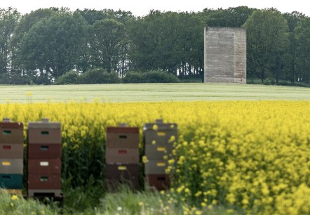 Bruder Klaus Kapelle vor bl&uuml;hemdem Raps, &copy; Eifel Tourismus GmbH, AR - shapefruit AG