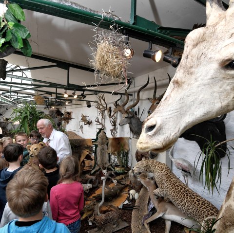 Giraffe, © Bernd Stuhlmann