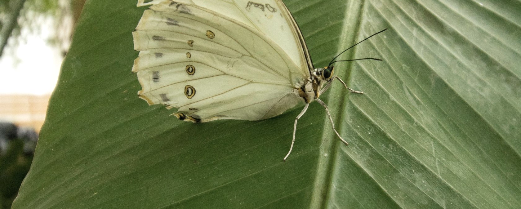 Schmetterling, © Eifalia