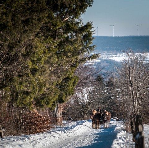 Bauershof Mützenich, © Akim-Tierfotografie