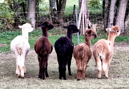 Lamas, &copy; J. Samans