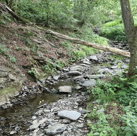 lively murmuring Richelsbach