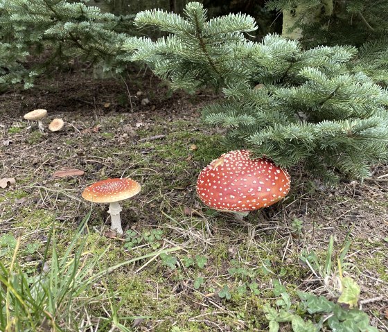 Erleben Sie den Wald!, &copy; Anne Knein