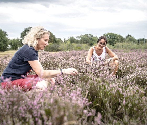The Drover Heath, &copy; Kreis D&uuml;ren_Dennis Stratmann