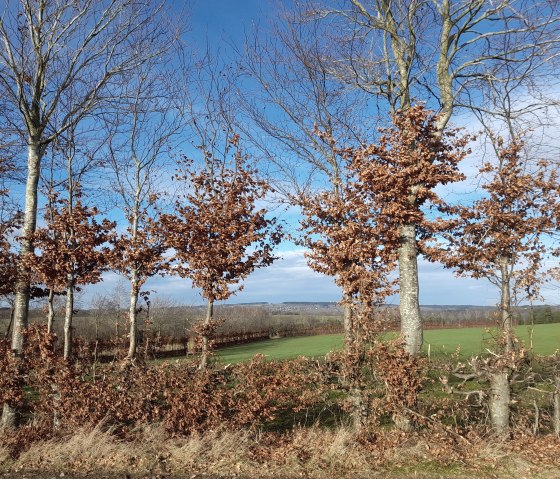 Monschauer Heckenland, &copy; Maria A. Pfeifer