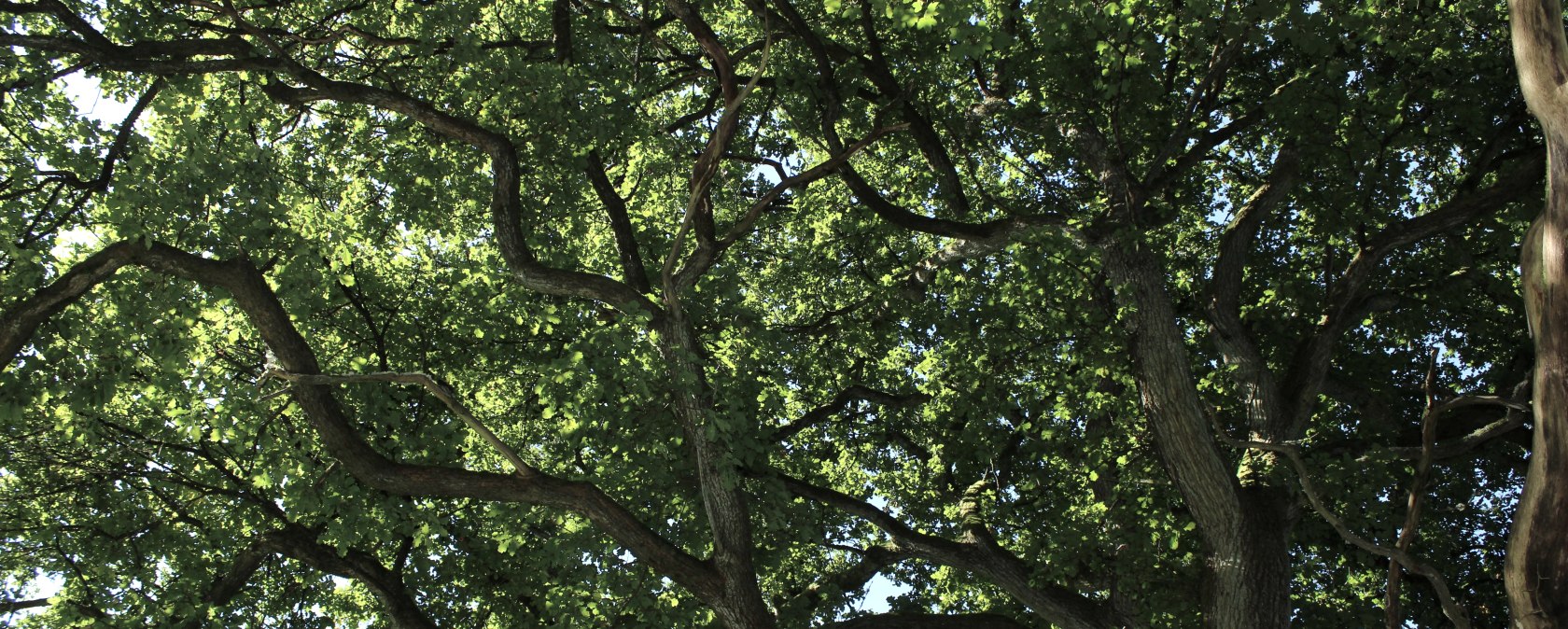 Oak Tree by Jessica Schmitz (1)