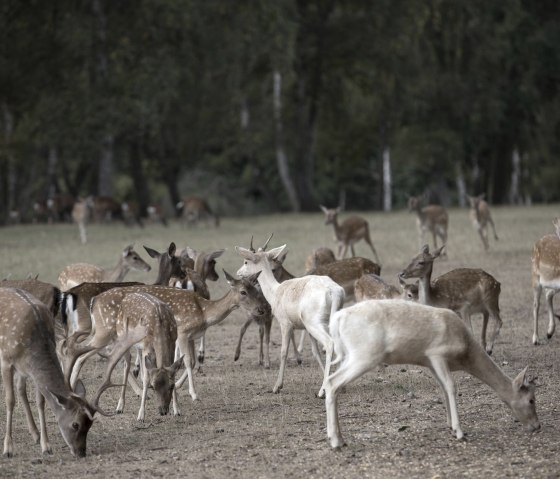 Rehe im Hochwildpark, &copy; Ralph Sondermann