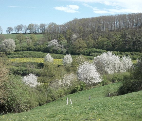 Kirschbl&uuml;te, &copy; Eifel heimisch