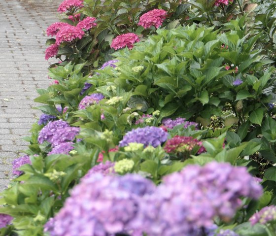 4 hydrangeas