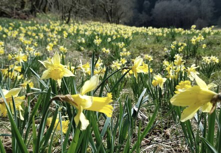 Narzissenwiese im Perlenbachtal, &copy; Monschau Touristik
