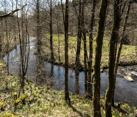 Ein Fluss schl&auml;ngelt sich durch einen Wald mit kahlen B&auml;umen. Im Vordergrund bl&uuml;hen gelbe Narzissen, w&auml;hrend Sonnenlicht auf das Wasser f&auml;llt., &copy; St&auml;dteregion Aachen, Dominik Ketz