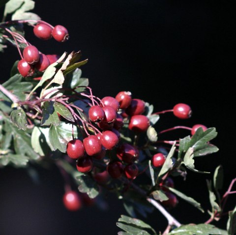 Dreiborner Hochfl&auml;che, &copy; AVES-Ostkantone